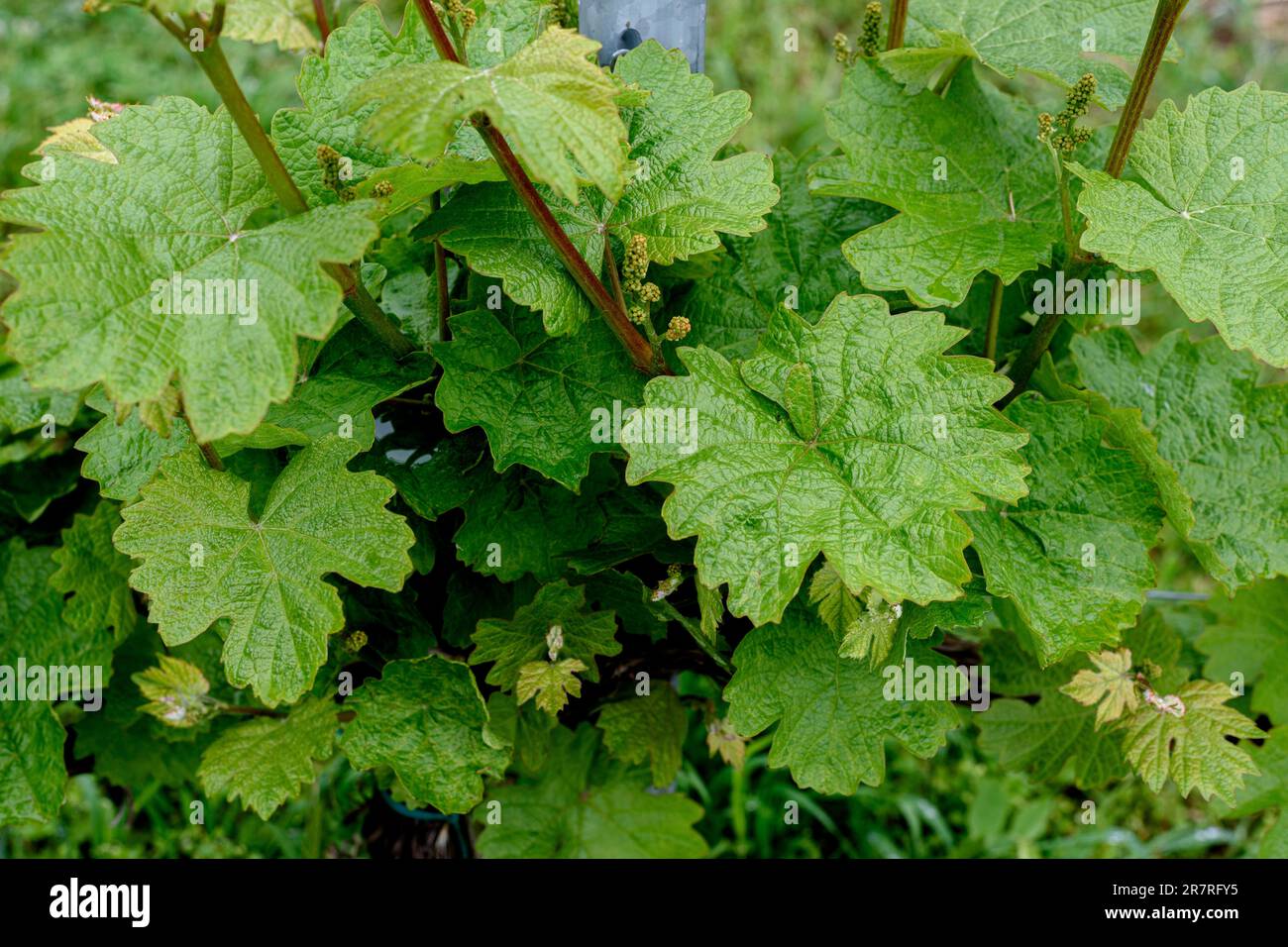Grape Vine Amid Leaves In Vineyard . Vineyard cultivation. Close-up of grapes growing in vineyard. Stock Photo