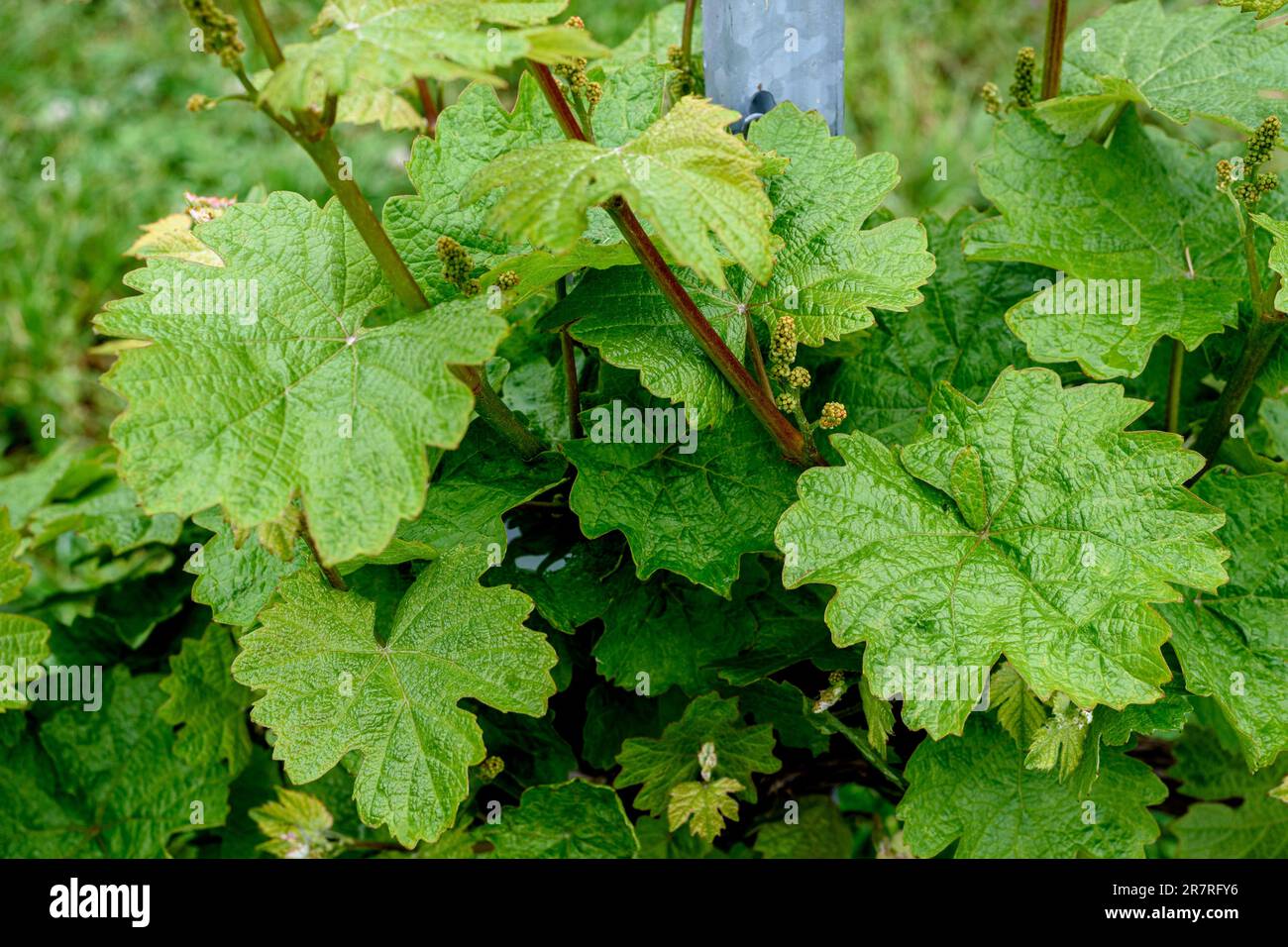 Grape Vine Amid Leaves In Vineyard . Vineyard cultivation. Close-up of grapes growing in vineyard. Stock Photo