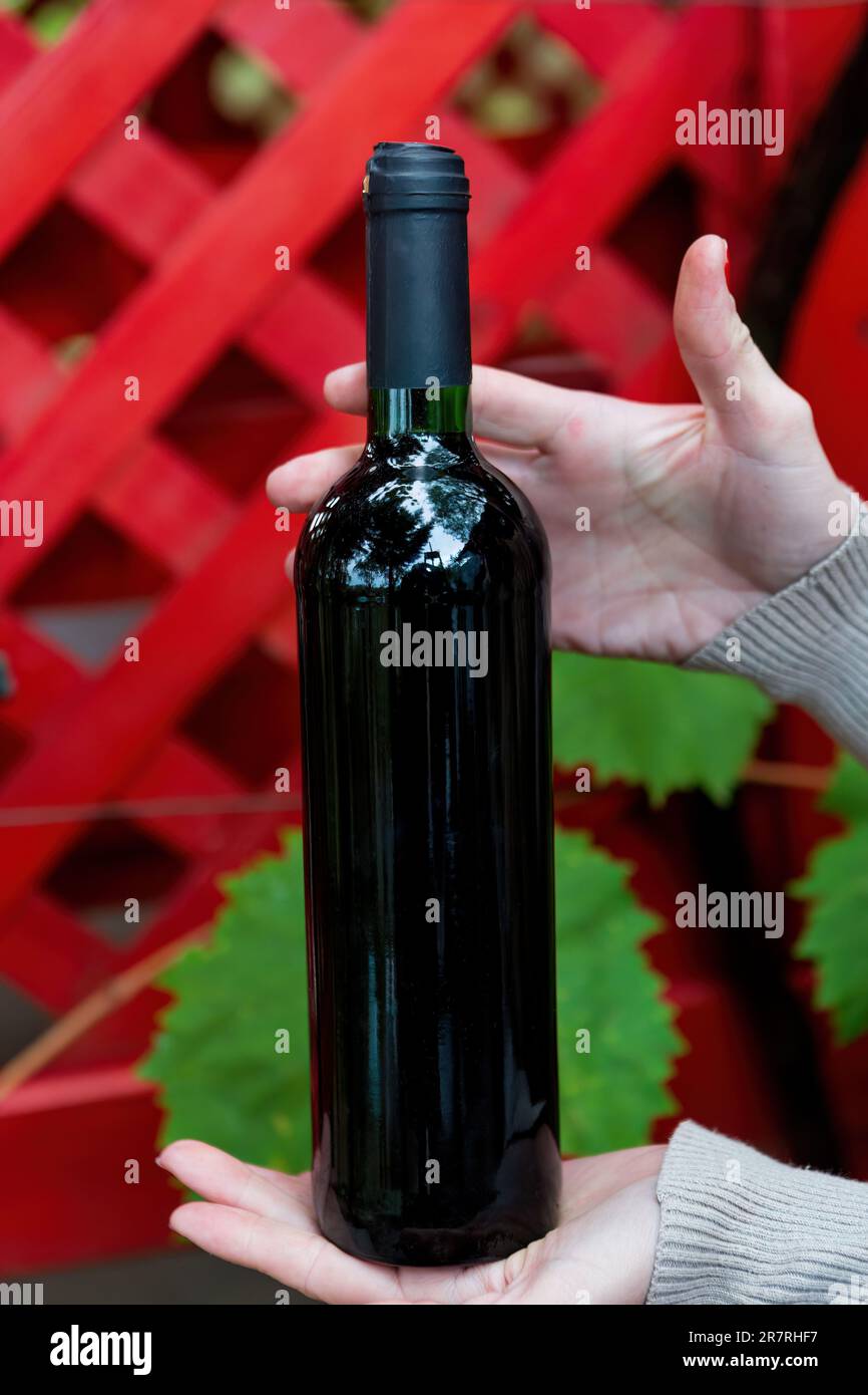 A bottle of wine in female hands against the background of a wooden fence and grape leaves Stock Photo