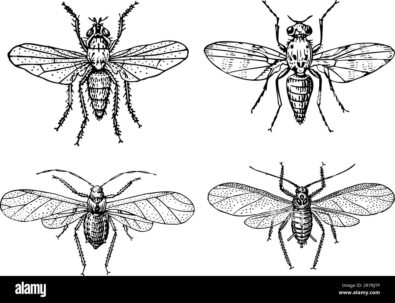 Some different insects isolated on white background Stock Vector Image ...