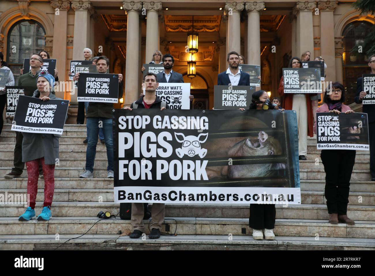 Pigs Protesting Pig protest australia hi-res stock photography and images - Alamy