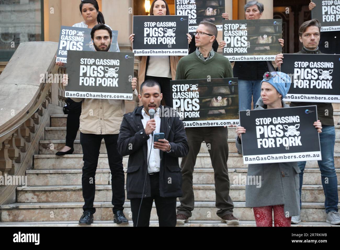Pigs Protesting Pig protest australia hi-res stock photography and images - Alamy