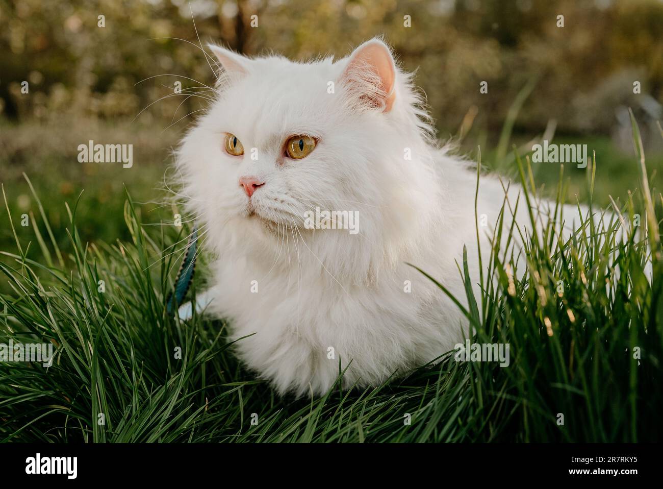 White highland straight fluffy cat, green lawn background.Domestic kitty on walk Stock Photo