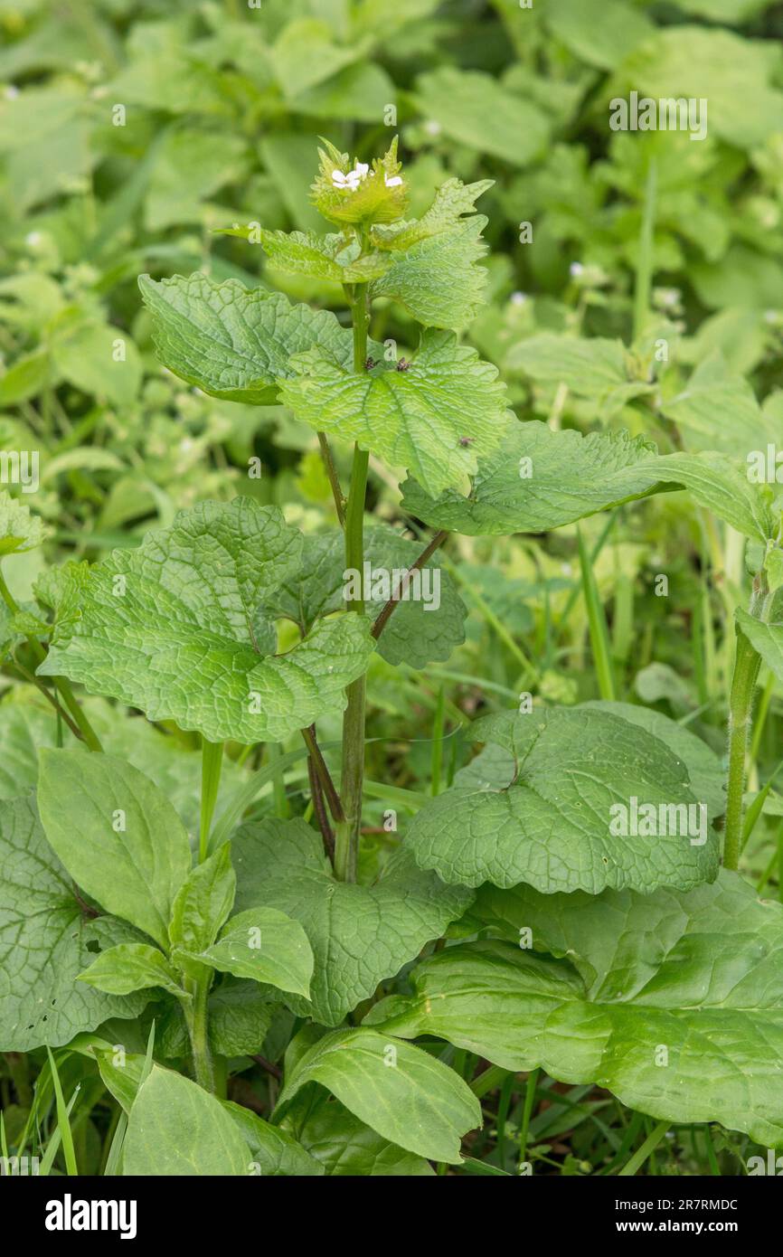 Hedge Garlic / Garlic Mustard / Jack-by-the-Hedge - Alliaria petiolata - slightly garlicky leaves are edible foraged food. Once used in herbal cures. Stock Photo