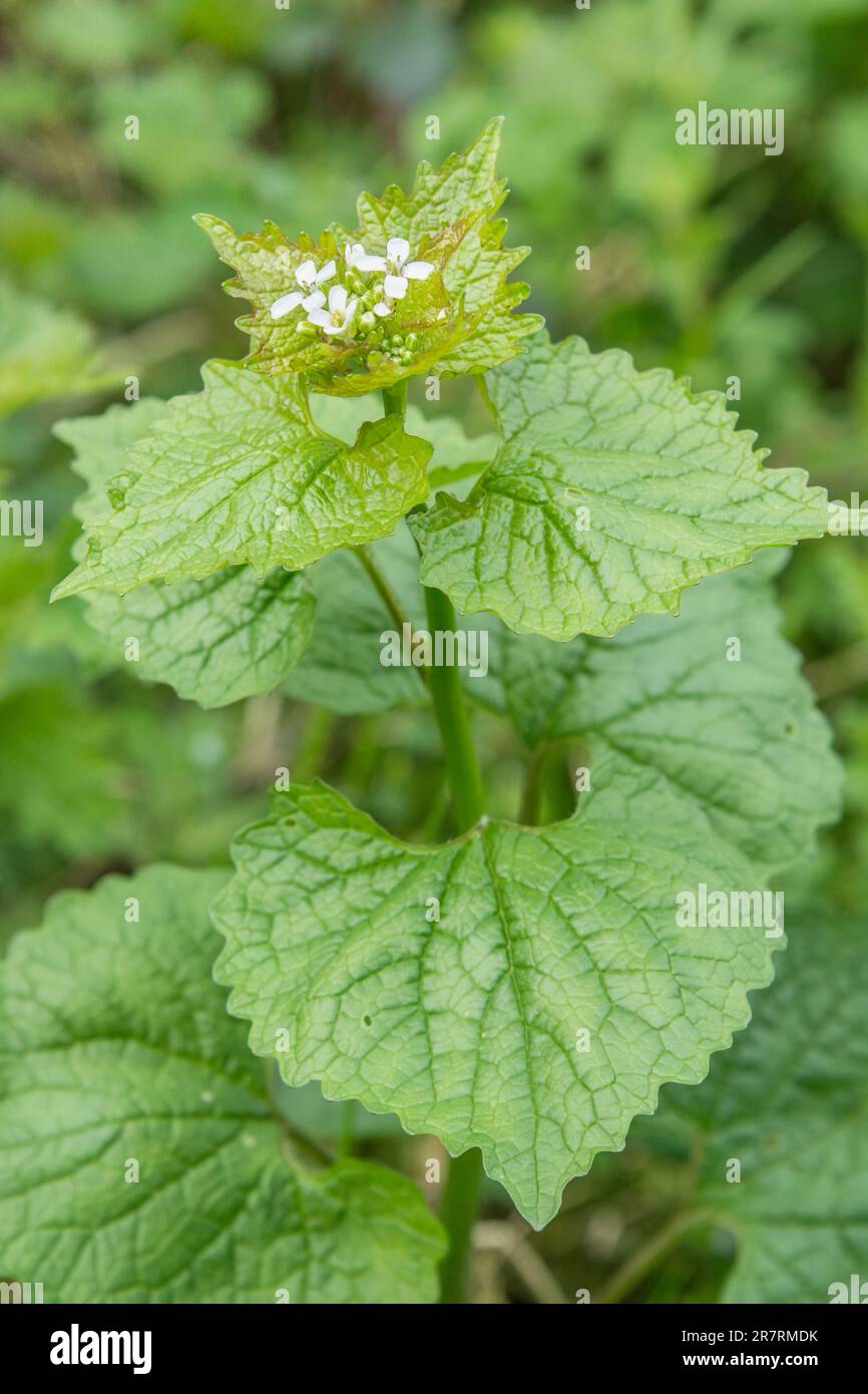 Hedge Garlic / Garlic Mustard / Jack-by-the-Hedge - Alliaria petiolata - slightly garlicky leaves are edible foraged food. Once used in herbal cures. Stock Photo