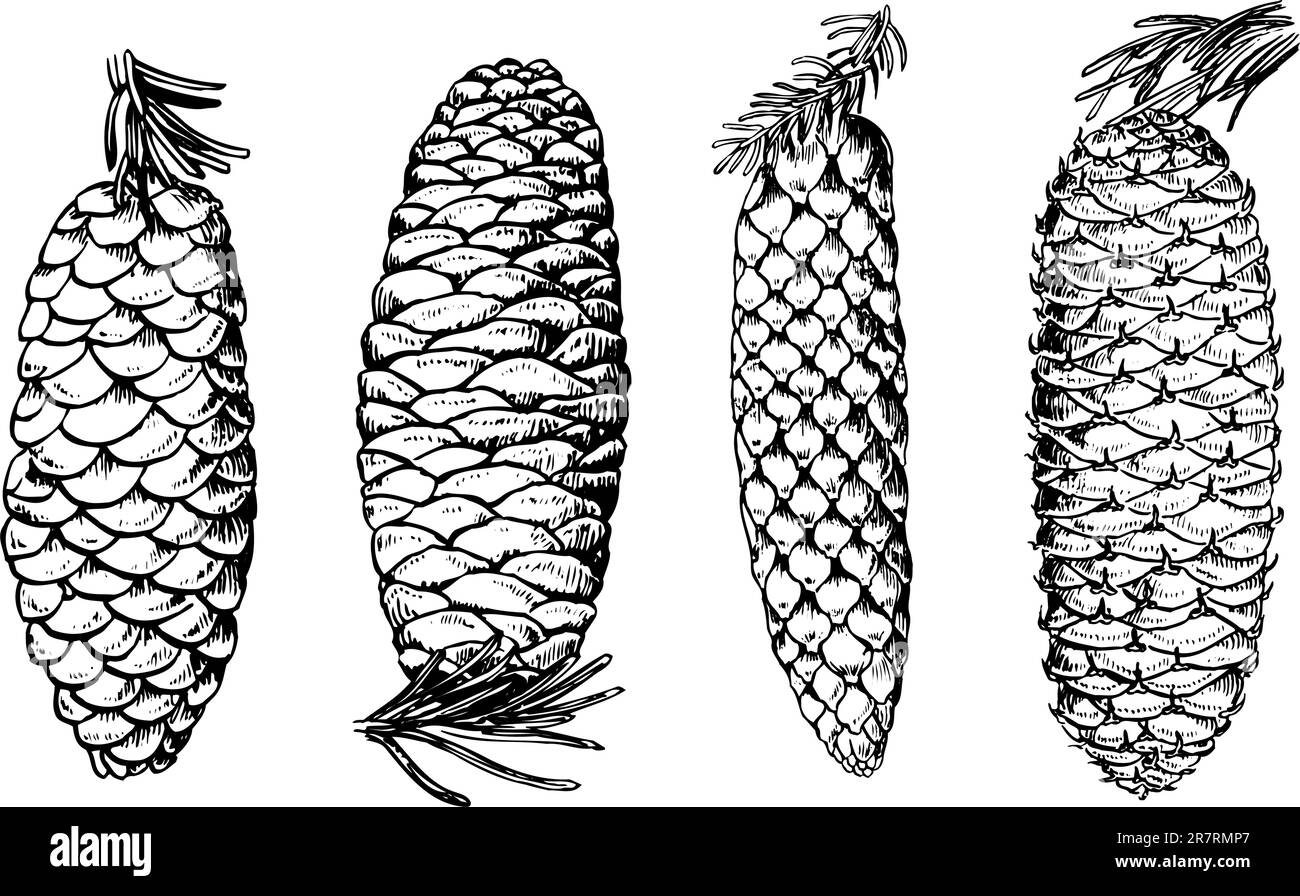 Some different pine cones  isolated on white background Stock Vector