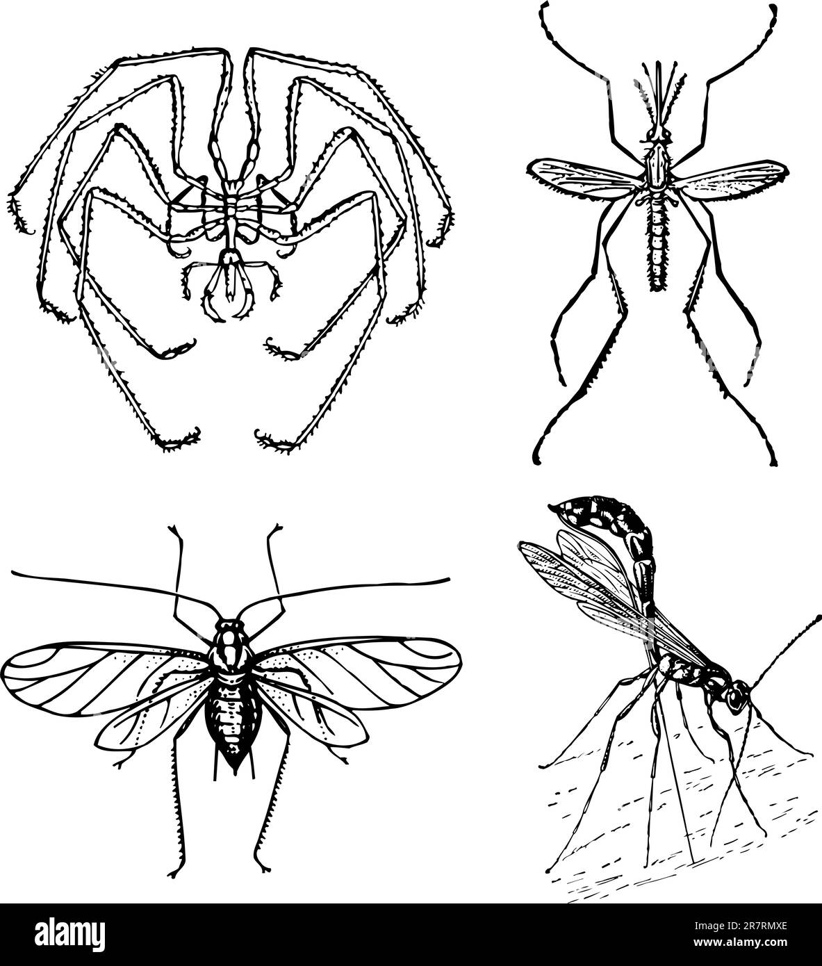 Some different insects isolated on white background Stock Vector Image ...