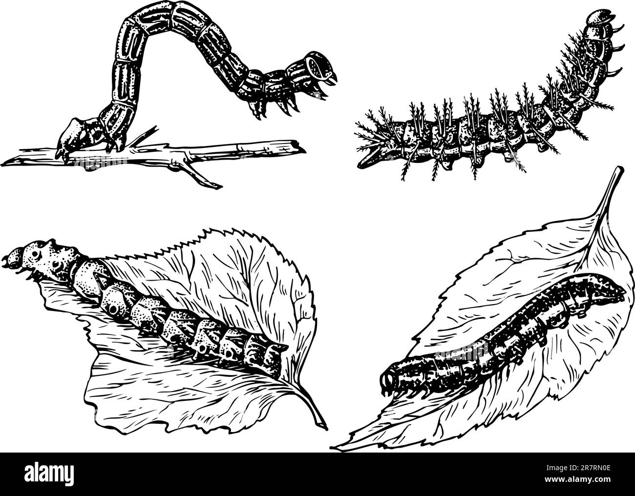 Some different caterpillars isolated on white background Stock Vector