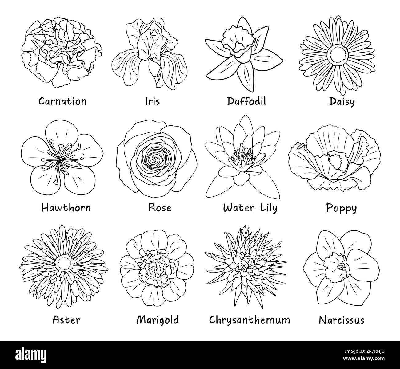 Set of Botanical drawings, flower line art. Stock Vector