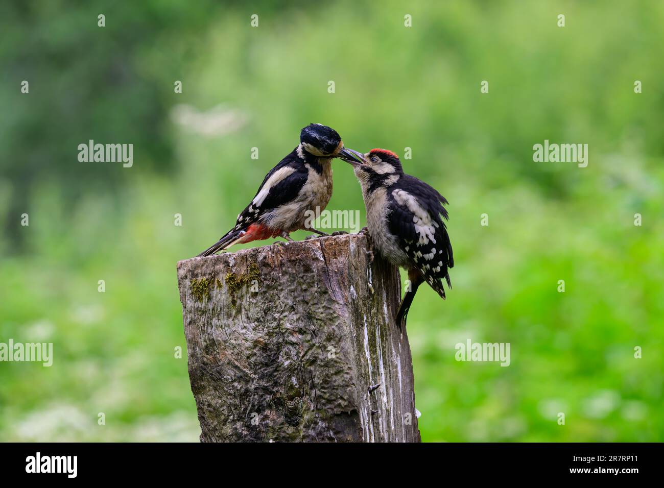 Great spotted woodpeckers, Dendrocopos major, adult feeding fledgliing. Stock Photo