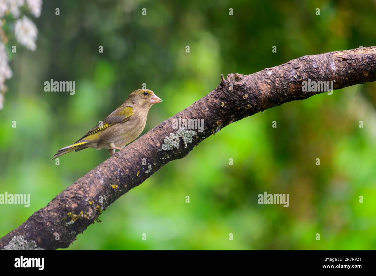 Female Greenfinch, Chloris chloris, perched on a tree branch Stock Photo