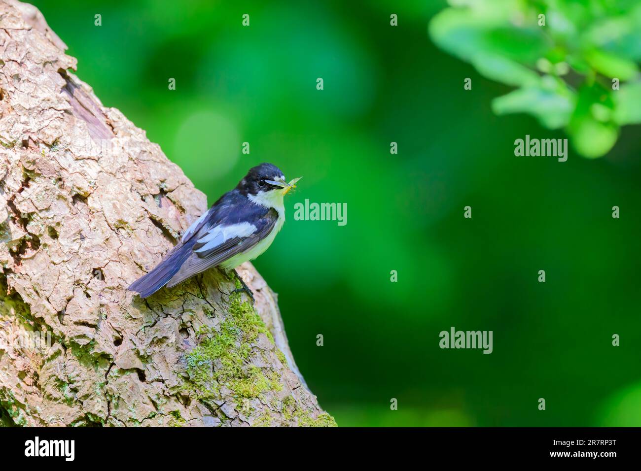 Male Pied Flycatcher, Ficedula hypoleuca, perched on a tree trunk with food. Stock Photo