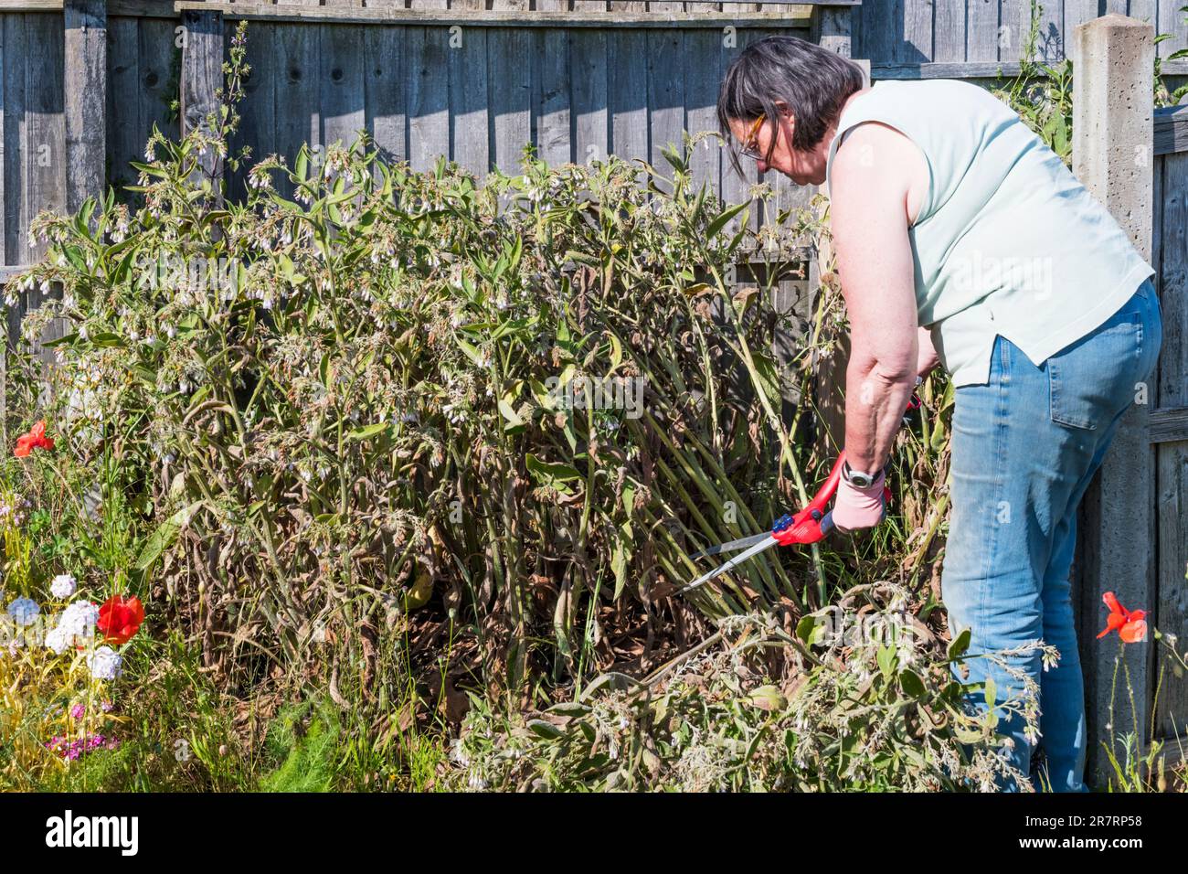 Woman harvesting a patch of Bocking 14 comfrey to use as a mulch on her