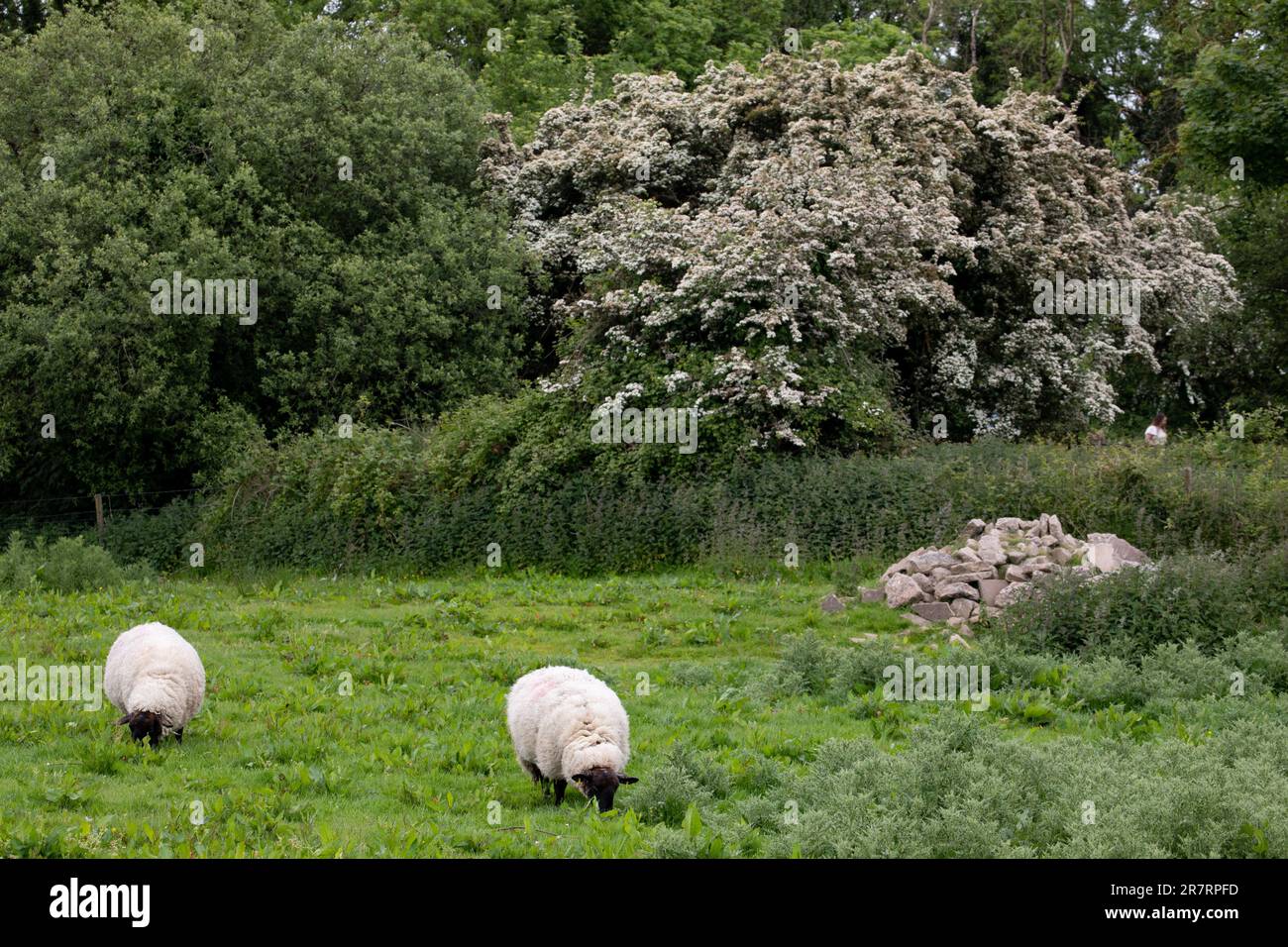 Dreenan (Boa Island), County Fermanagh, Northern Ireland Stock Photo