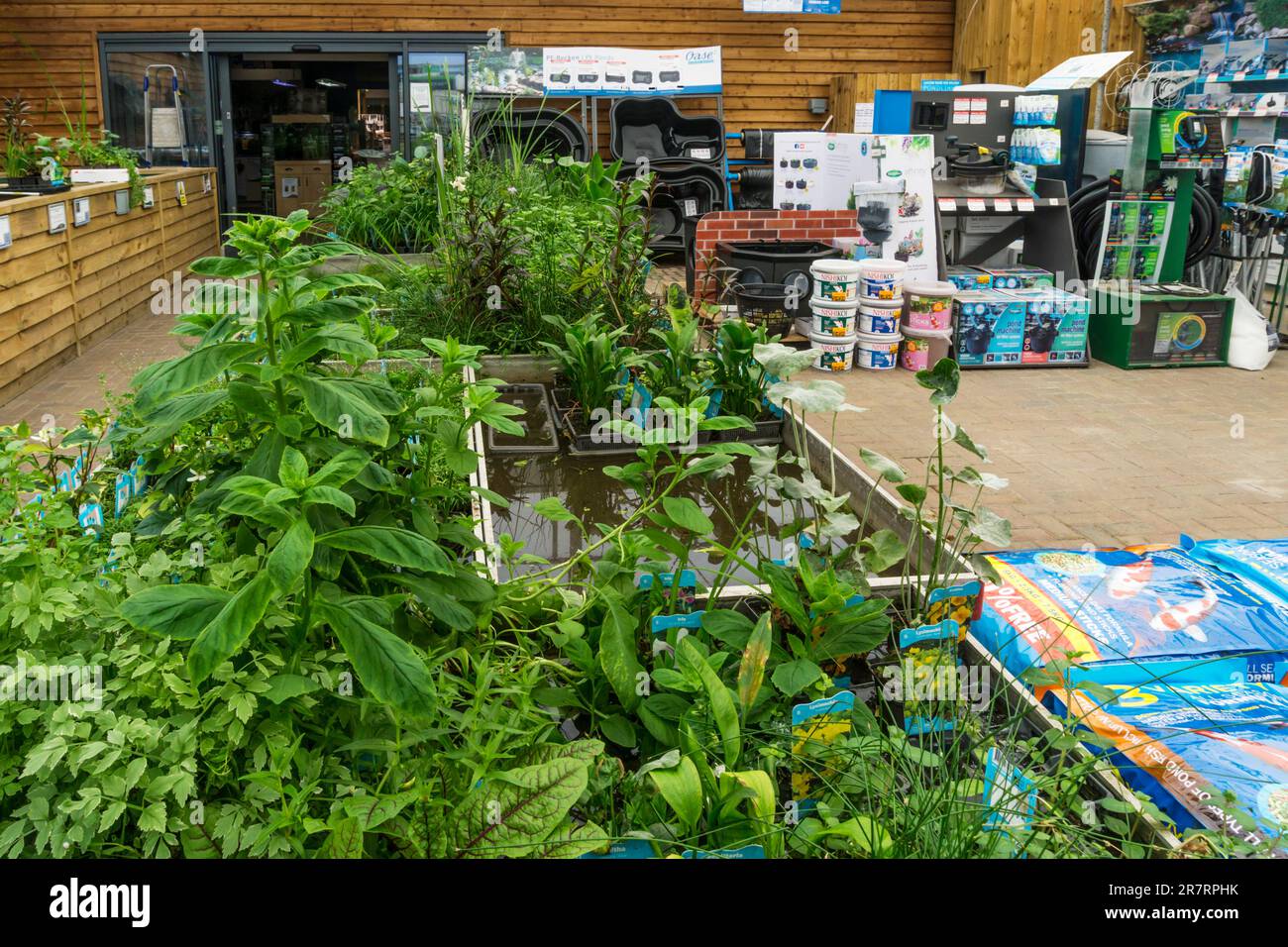 Dobbies Garden Centre Pond Plants informacionpublica.svet.gob.gt