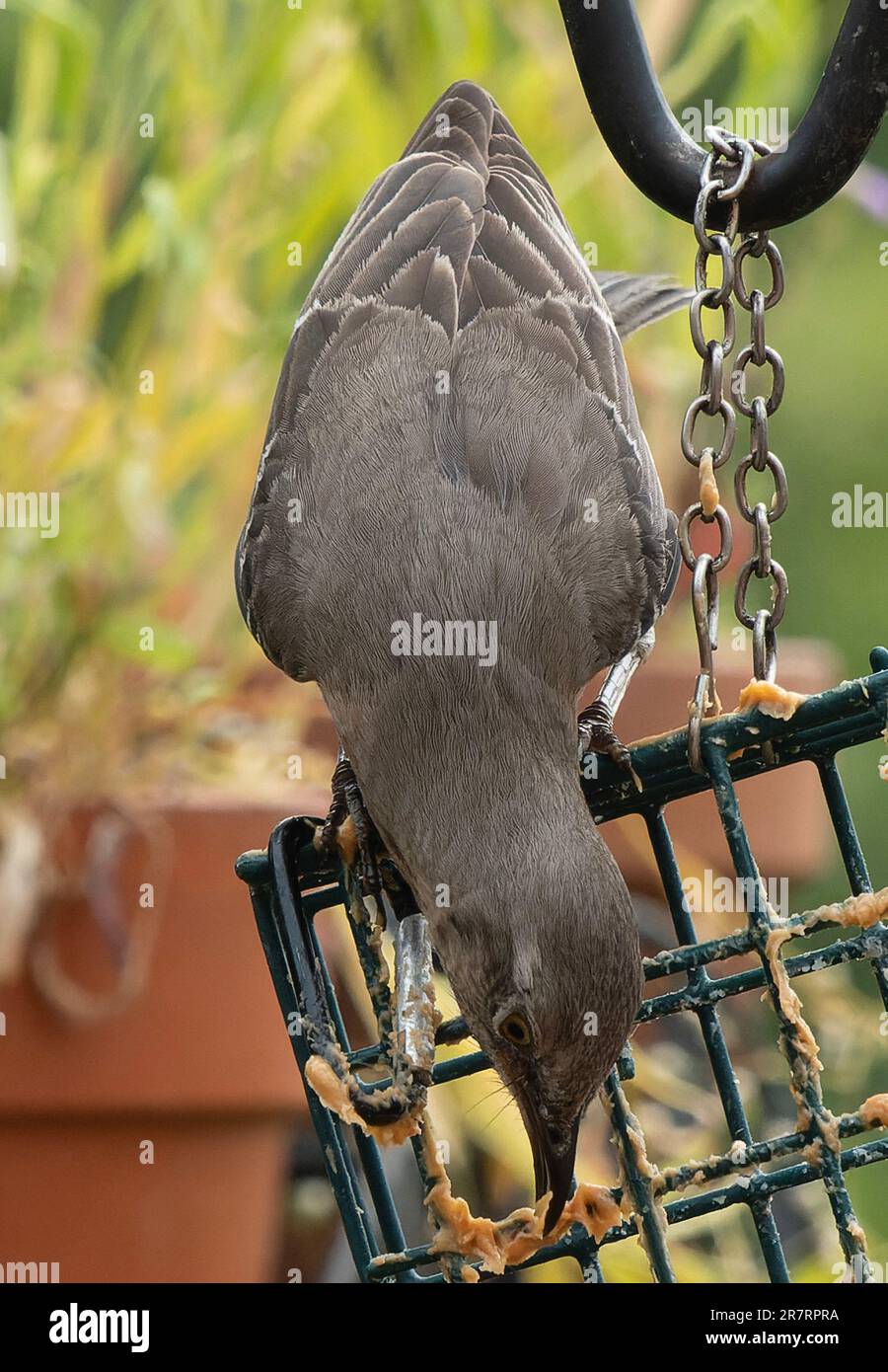 Bird eating peanut butter hires stock photography and images Alamy