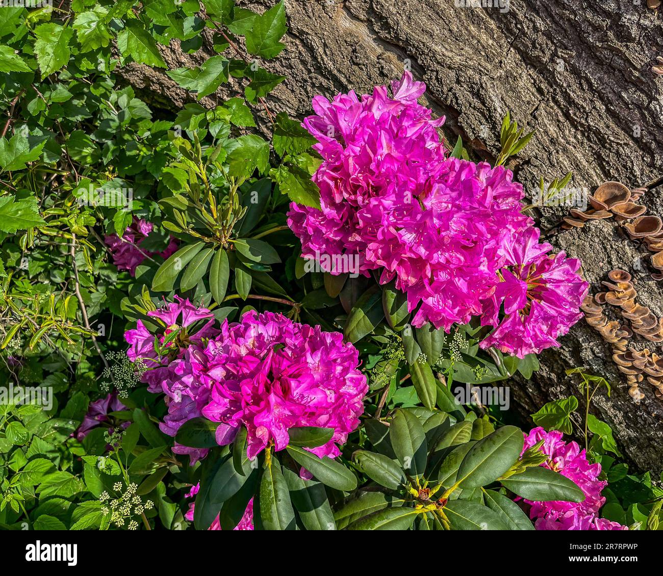 Eastern Native Rhodadendron Rhododendron Blooms in the Forest, York County Pennsylvania USA Stock ...