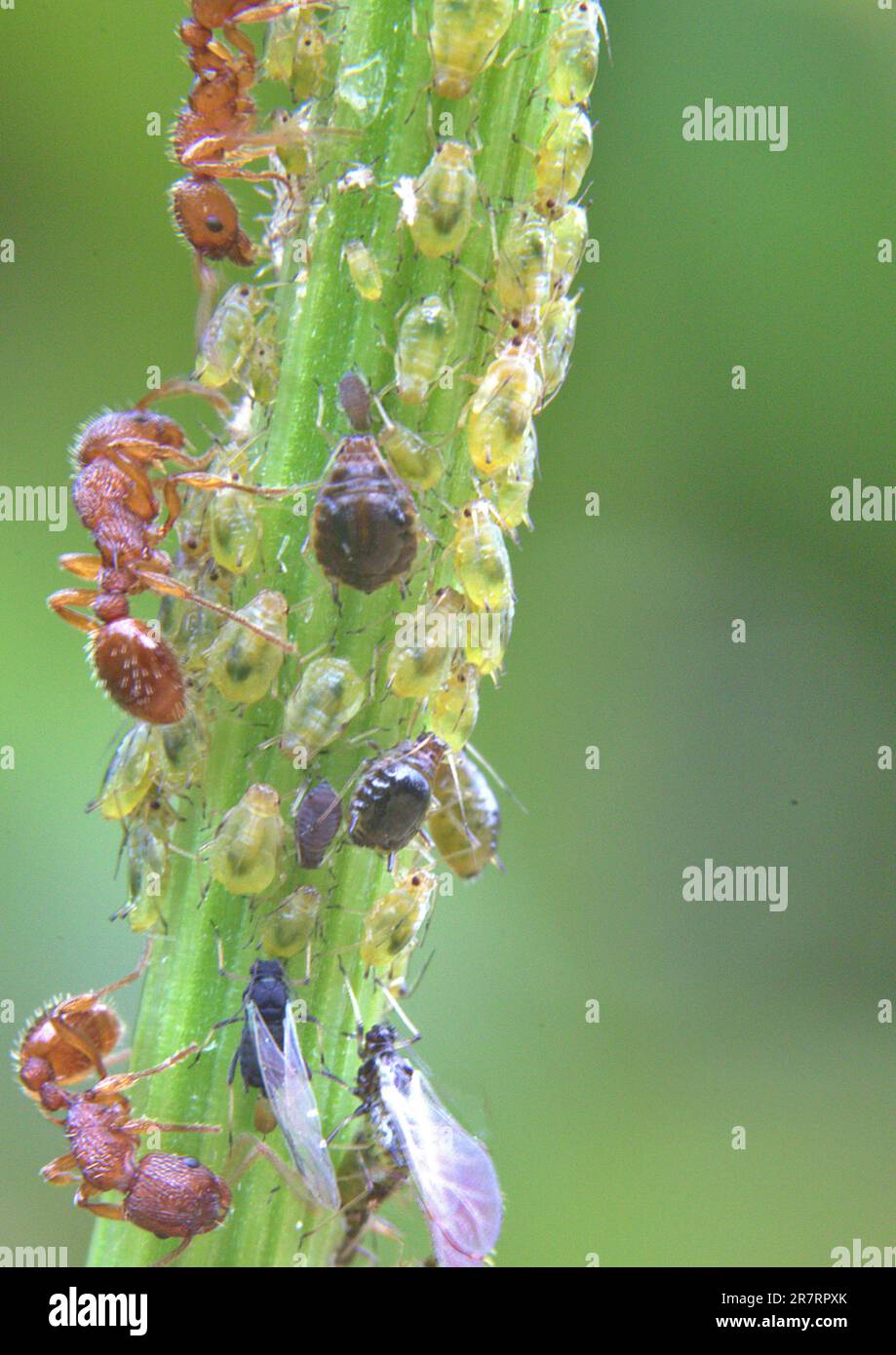 Ants and other bugs eating the honeydew produced by aphids on a plant