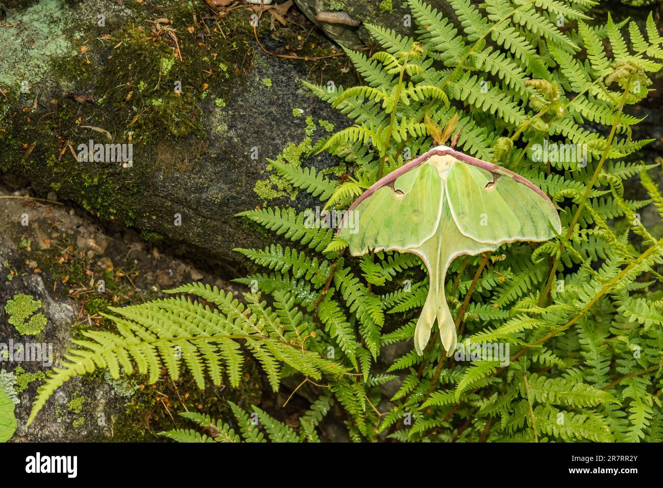Luna Moth - Actias luna Stock Photo