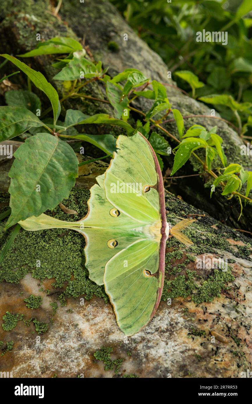 Luna Moth - Actias luna Stock Photo
