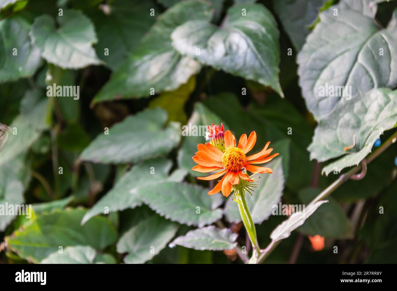 A close of a blooming Mexican Flame Vine on a slightly blurred background of green leaves. Stock Photo