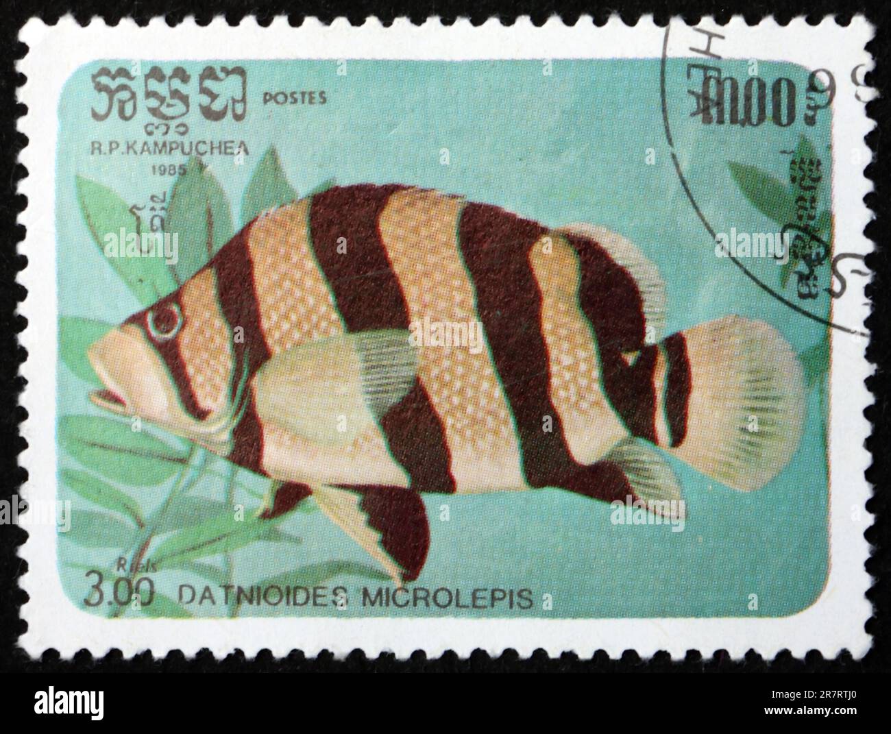 CAMBODIA - CIRCA 1985: a stamp printed in Cambodia shows Indonesian tigerfish, datnioides microlepis, is a species of freshwater fish endemic to the M Stock Photo