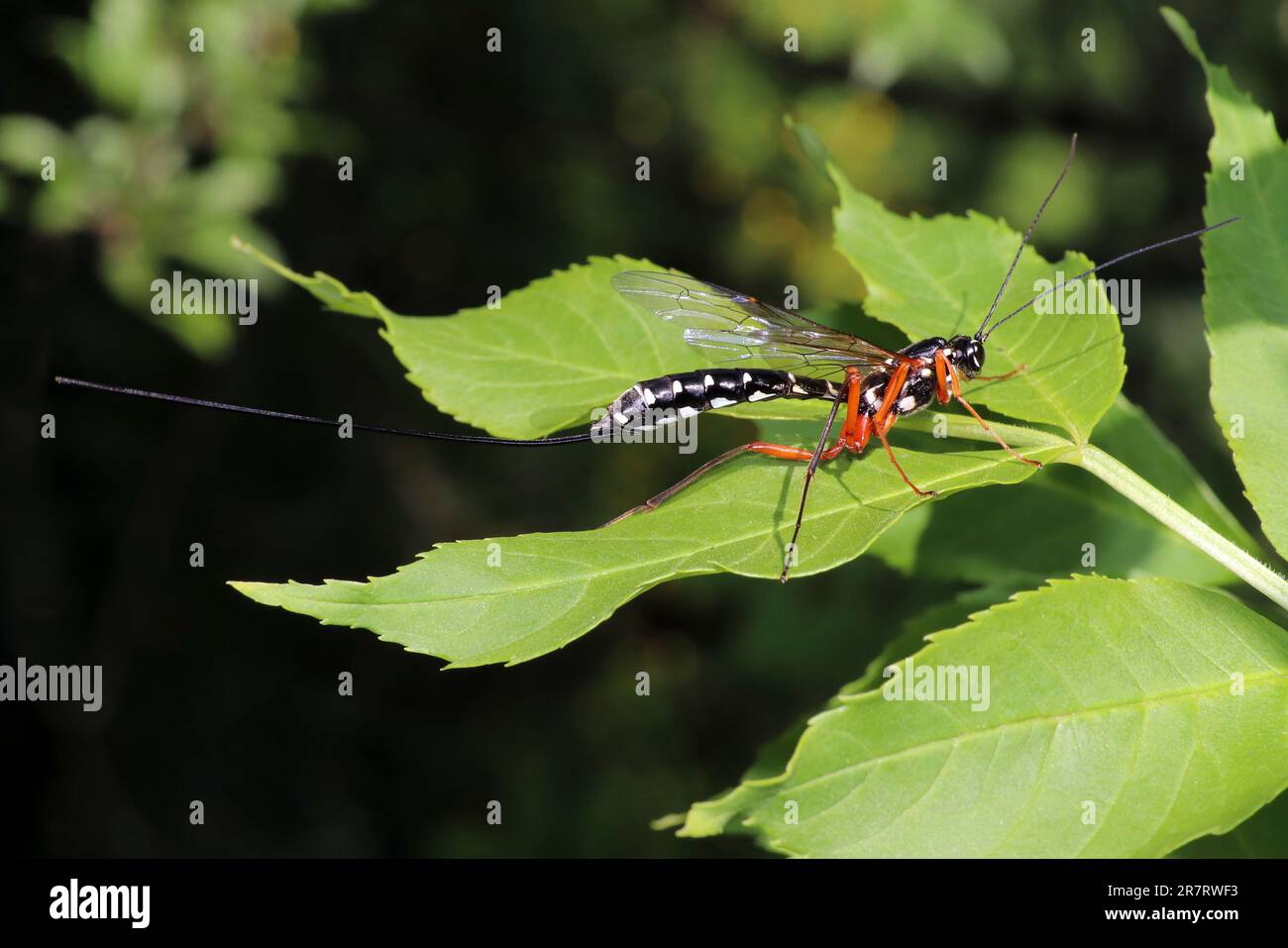 Sabre Wasp - Rhyssa persuasoria - Female Stock Photo