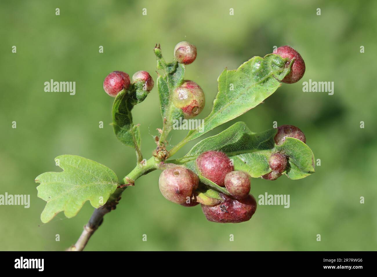Oak Currant Galls induced by the Cynipid Wasp, Neuroterus quercusbaccarum Stock Photo