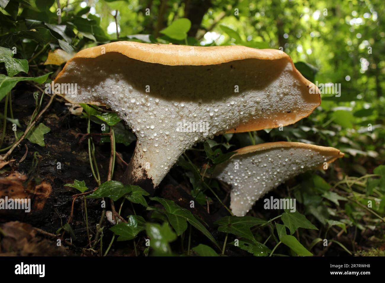 Underside Of Dryad's Saddle Polyporus squamosus showing liquid oozing from pores called guttation fluid Stock Photo
