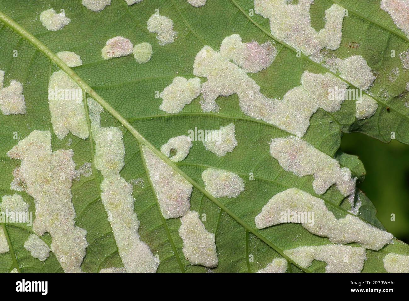 Sycamore leaves affected by Felt Galls caused by the Gall Mite Aceria pseudoplatani syn. Eriophyes pseudoplatani Stock Photo