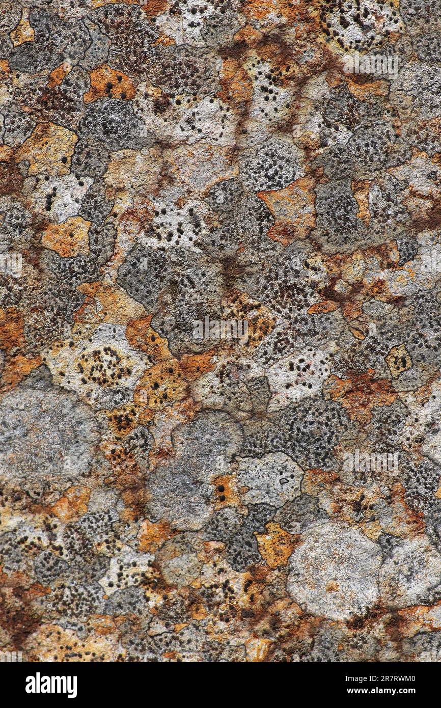 Lichen Patterns On Millstone Grit, Dove Stone Nature Reserve, Peak ...