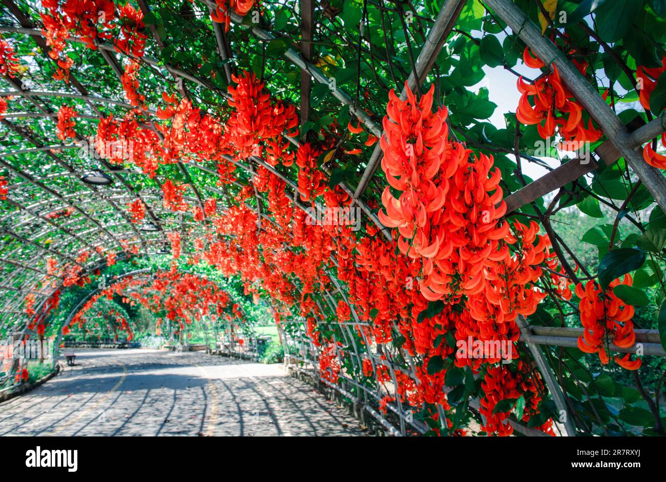 Beautiful flower of New guinea creeper in garden, climber plant Stock Photo