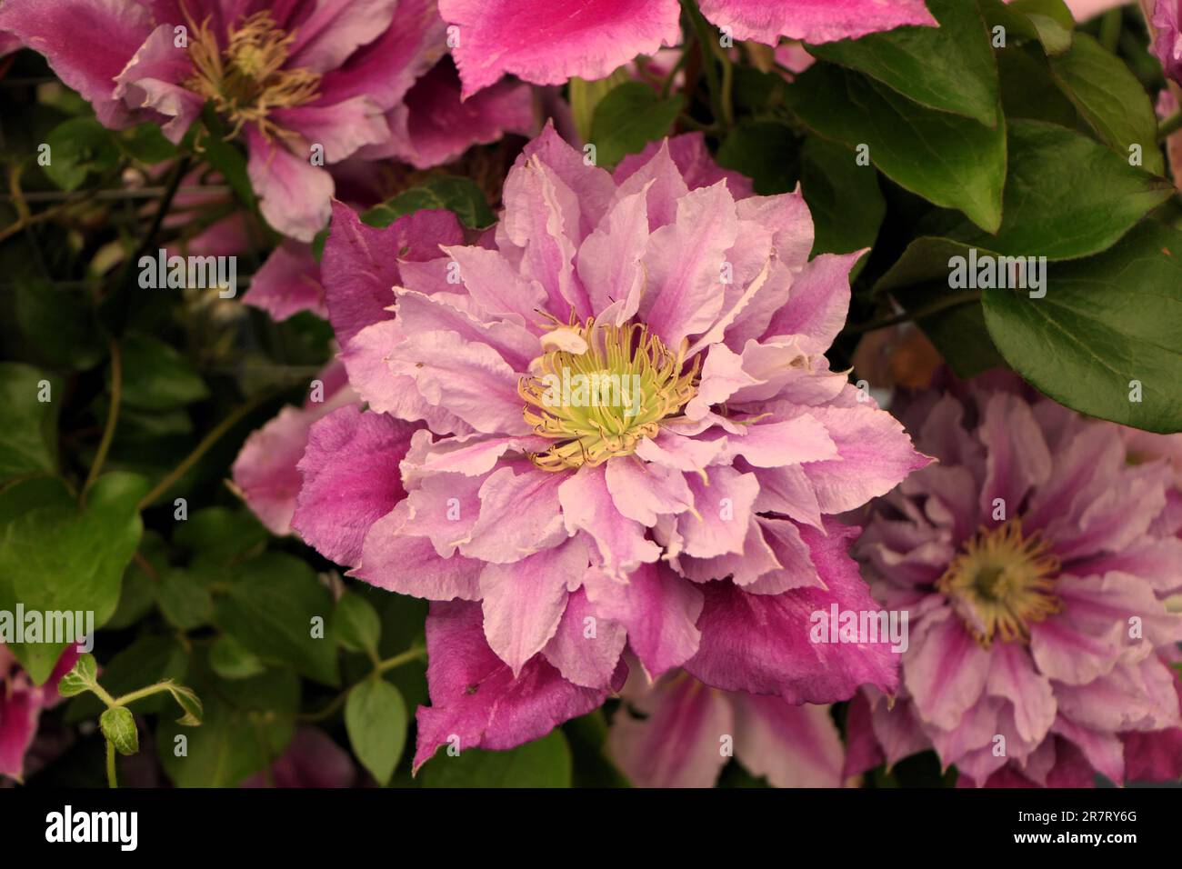 BBC gardens, Birmingham, UK 2023 Stock Photo - Alamy