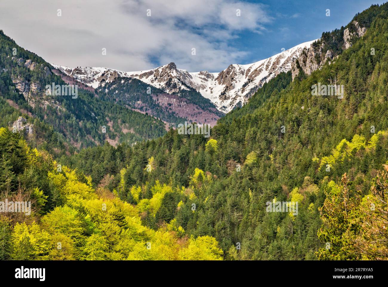 Peaks of Mount Olympus over Enipeas River trees in springtime