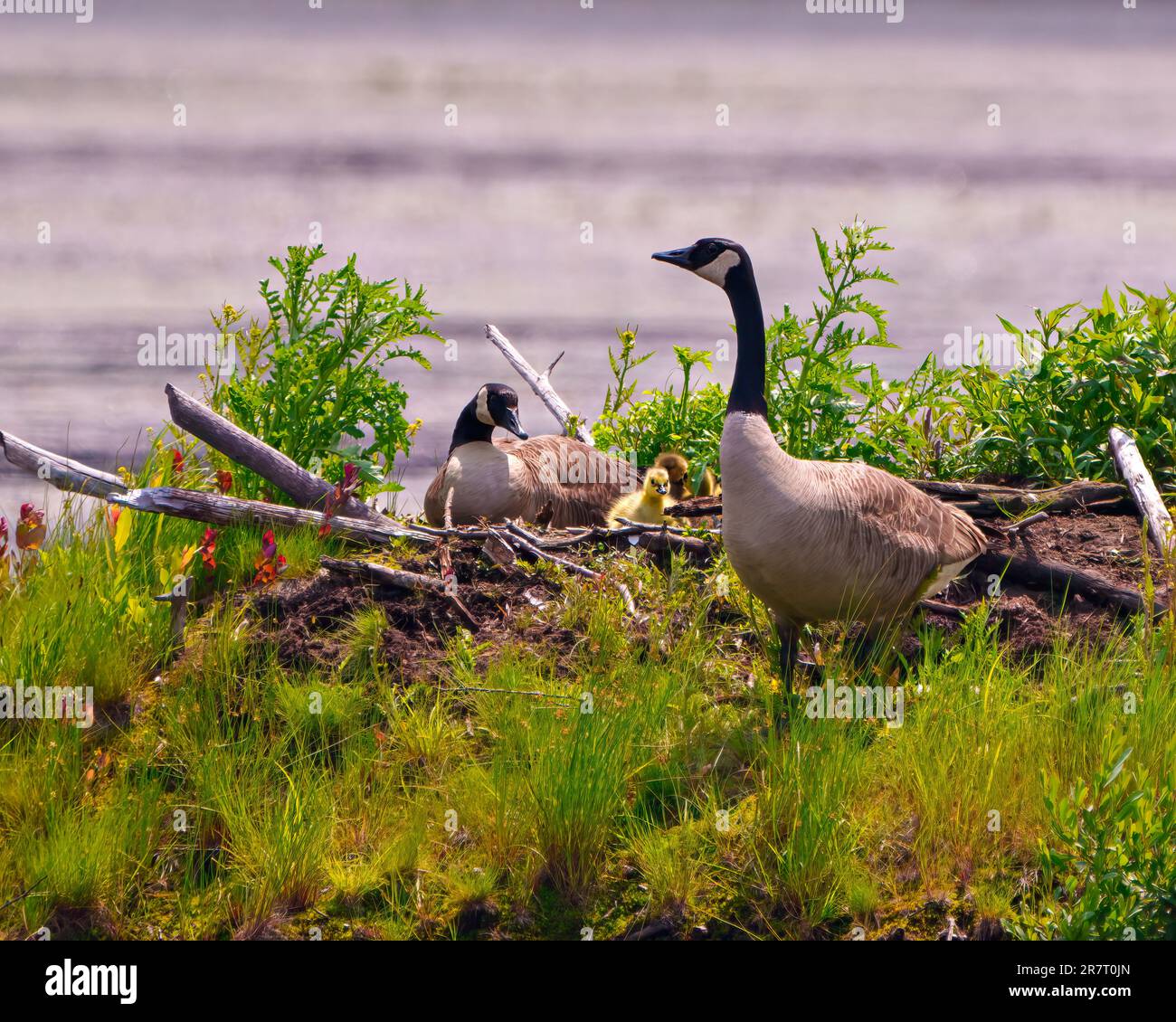 Baby Canada Goose goslings chicks that has hatched on beaver lodge