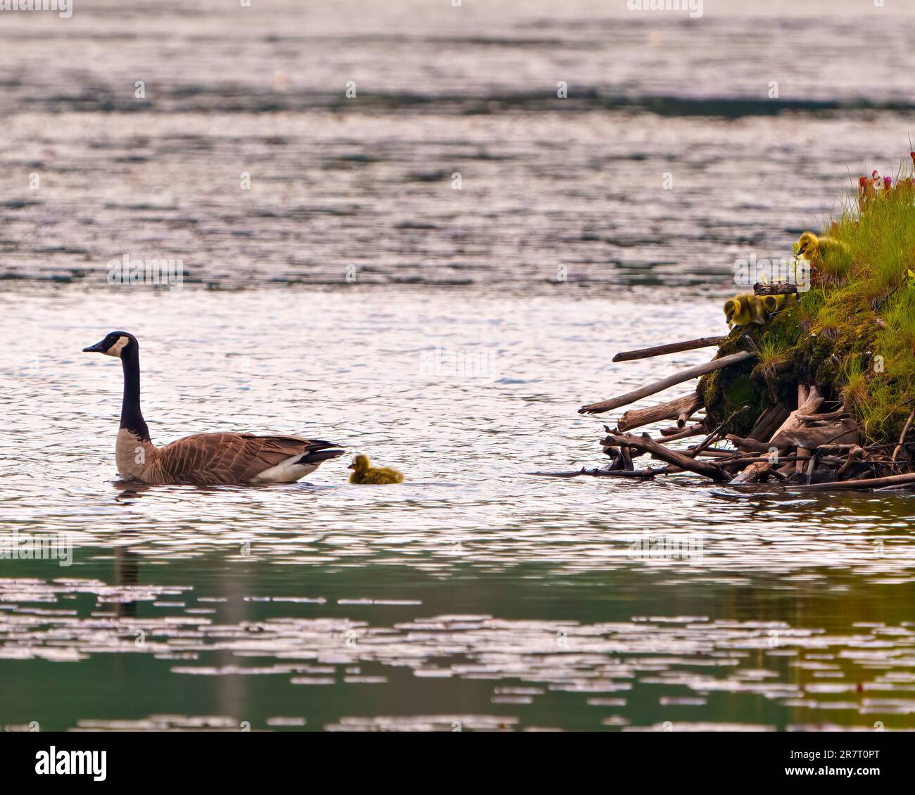 Baby Canada Goose goslings chicks that has hatched on beaver lodge and ...
