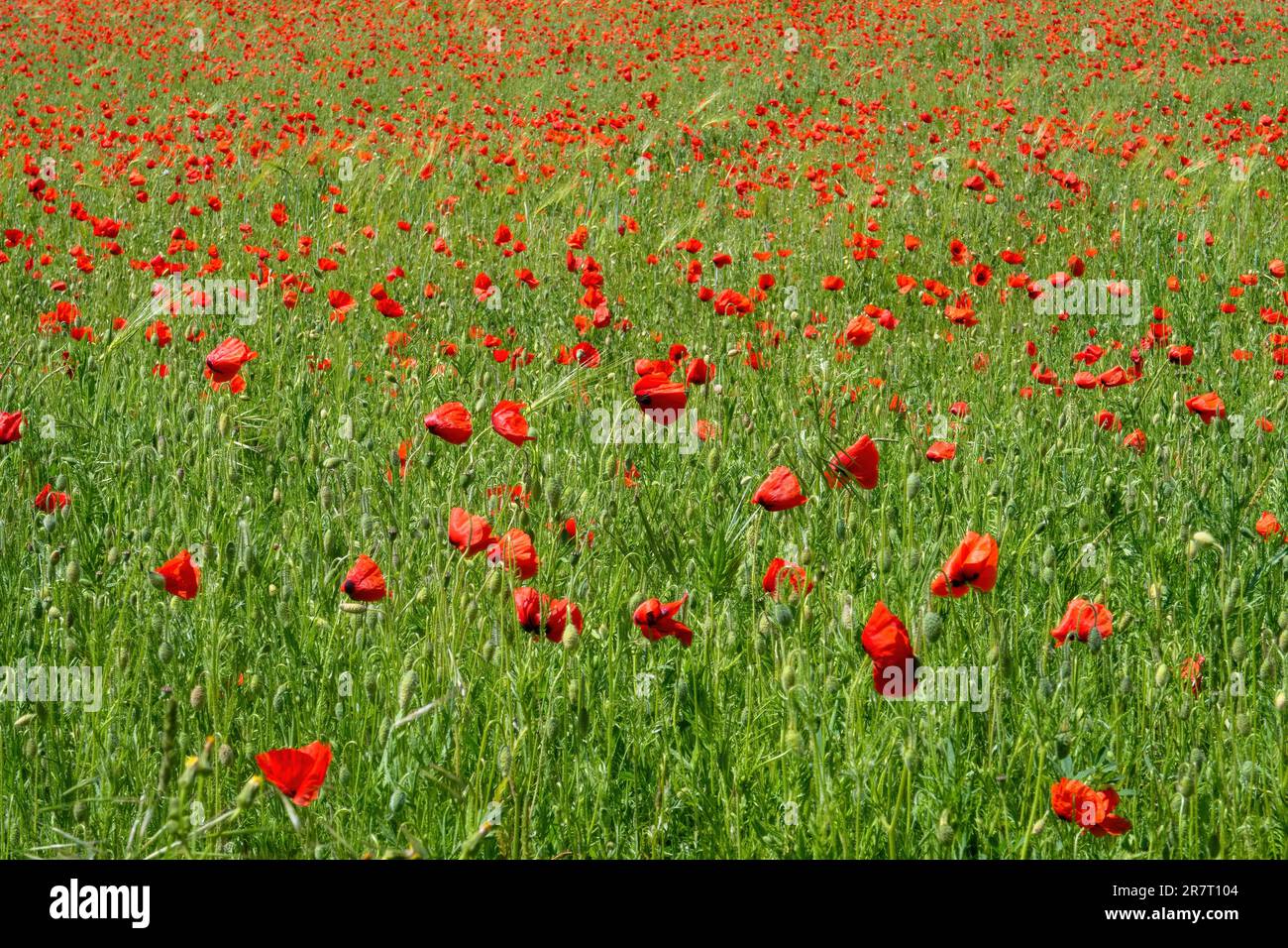 Claude monet poppy field hi-res stock photography and images - Alamy