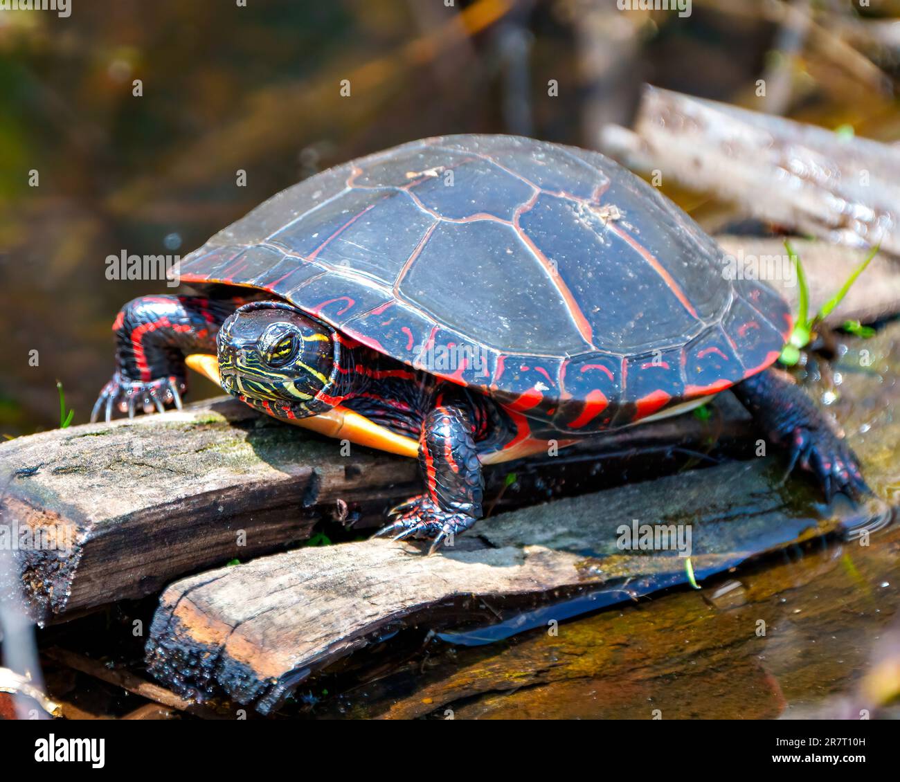 Painted turtle resting on a moss log in the pond with marsh vegetation ...