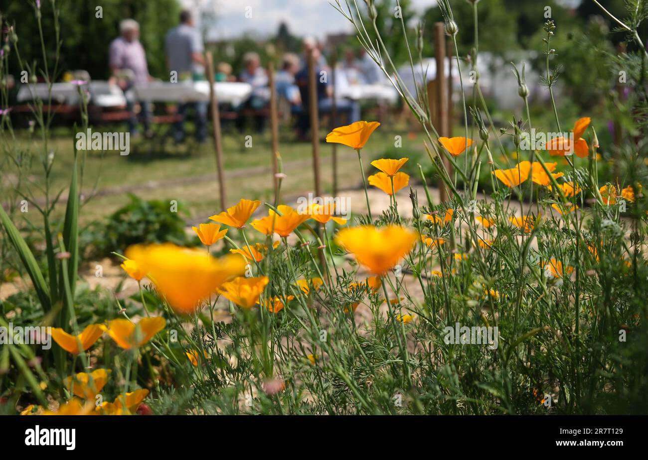 Frohburg, Germany. 17th June, 2023. Yellow poppies bloom in a garden where visitors have settled. The occasion is the Open Garden Day, which is being held in Saxony for the 8th time. The Sächsische Landfrauenverband e.V. (Saxon Rural Women's Association), which organizes access to more than 30 gardens in the Free State, is in charge of this event, in order to provide information worth knowing about the green refuge on one's doorstep. Credit: Sebastian Willnow/dpa/Alamy Live News Stock Photo