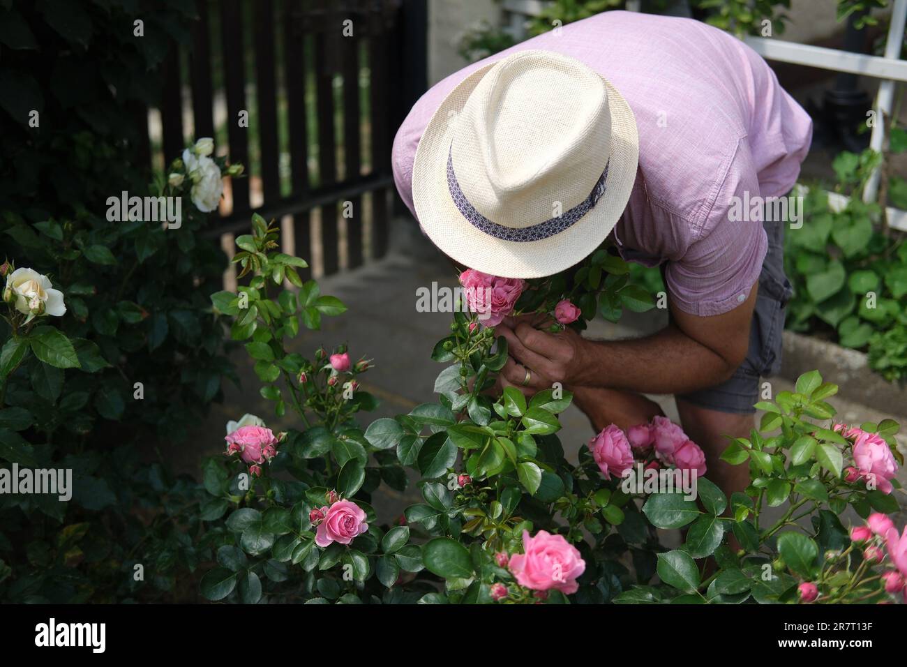 Frohburg, Germany. 17th June, 2023. The visitor to a garden smells a rose. The occasion is the Open Garden Day, which is being held in Saxony for the 8th time. The Sächsische Landfrauenverband e.V. (Saxon Rural Women's Association), which organizes access to more than 30 gardens in the Free State, is in charge of this event, in order to provide information worth knowing about the green refuge on the doorstep. Credit: Sebastian Willnow/dpa/Alamy Live News Stock Photo