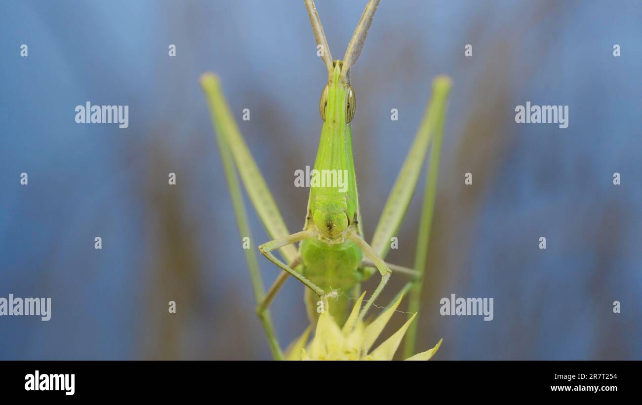 Frontal portrait of Giant green slant-face grasshopper Acrida sitting on spikelet on grass and blue sky background, Odessa, Ukraine Stock Photo