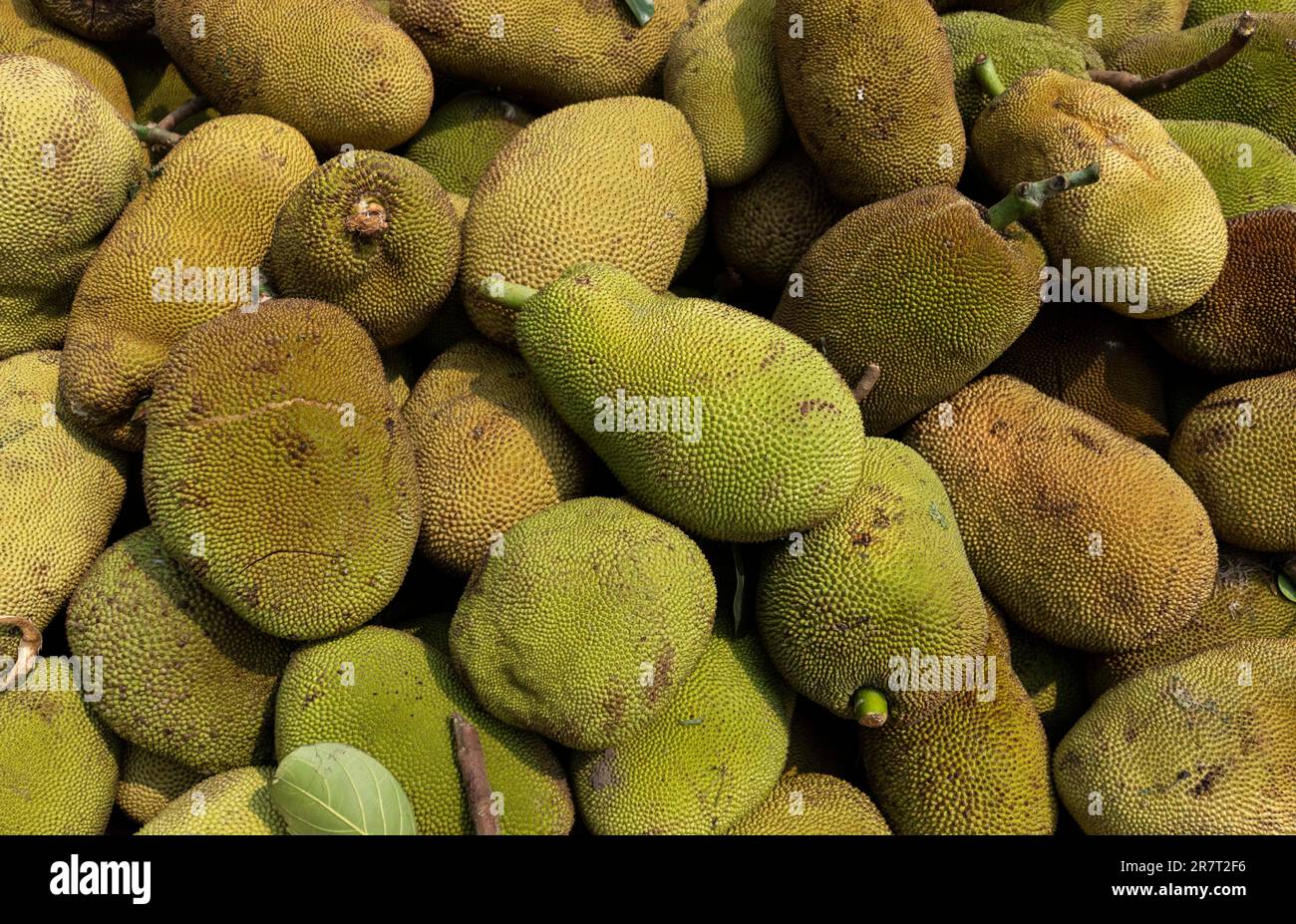 Pile of jackfruit displayed for sell in a market in India Stock Photo