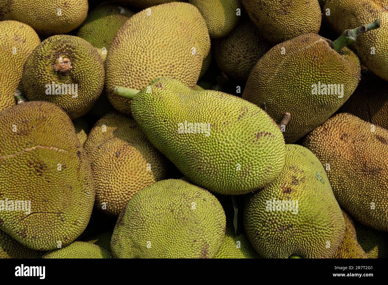 Pile of jackfruit displayed for sell in a market in India Stock Photo