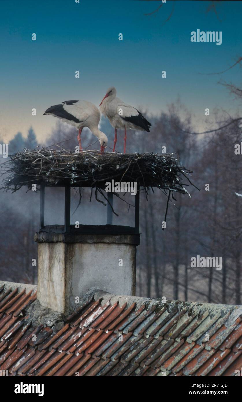 White Stork (Ciconia ciconia) Nest directly above a chimney with active fireplace, Zywkowo, Poland Stock Photo