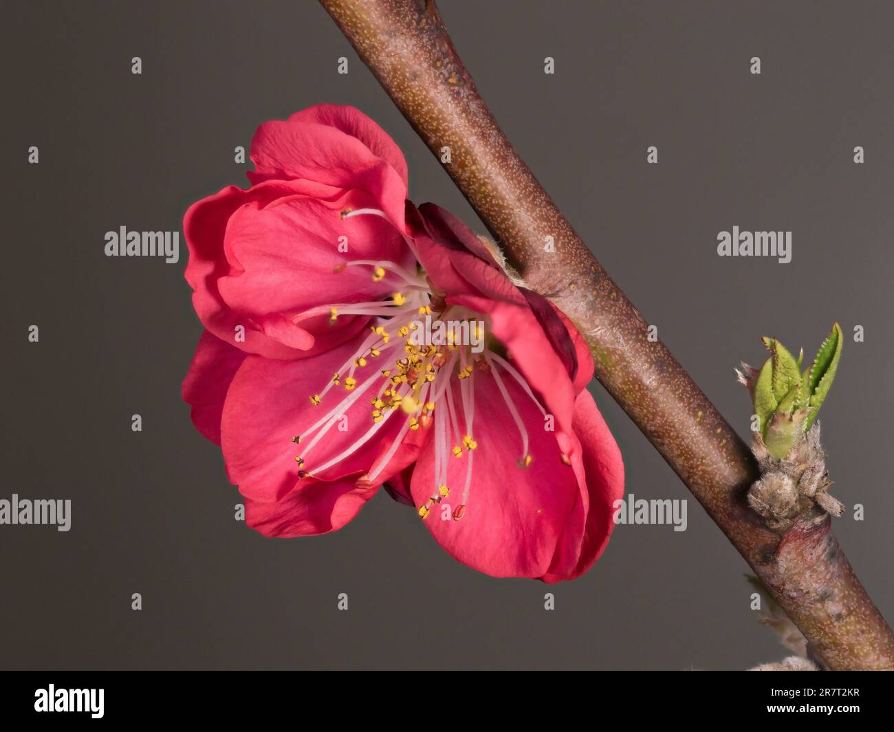 Peach in inflorescence, North Rhine-Westphalia, Germany Stock Photo