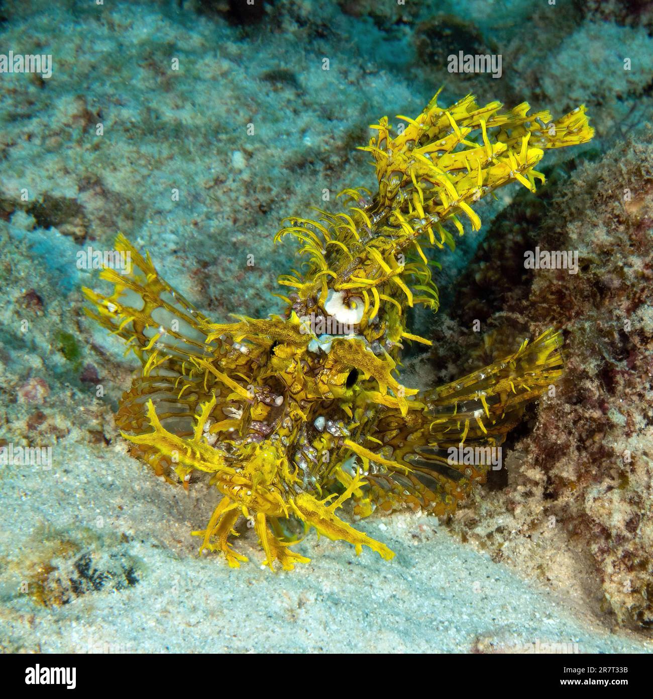 Yellow popeyed scorpionfish (Rhinopias frondosa) Algaegobbling