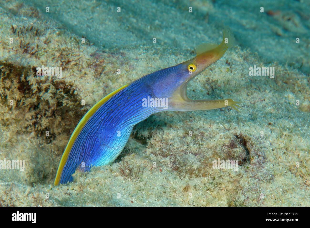Close-up of blue yellow ribbon eel (Rhinomuraena quaesita) nose moray comes out of living cave dwelling tears open mouth, Indian Ocean, Mascarene Stock Photo
