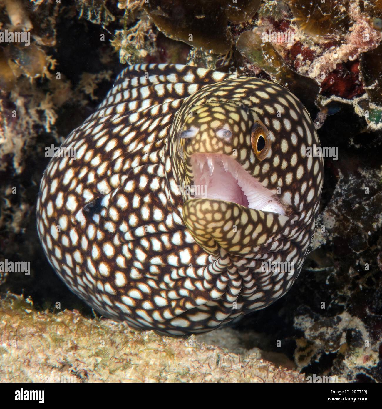 Turkey moray (Gymnothorax meleagris) comes out of living cave dwelling ...