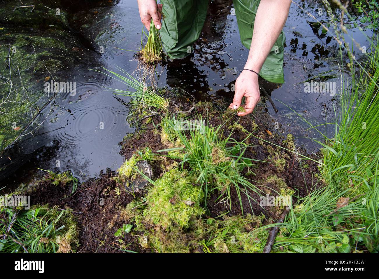 Moor protection through rewetting, removal of plants to reintroduce them in rewetted areas, Lower Saxony, Germany Stock Photo