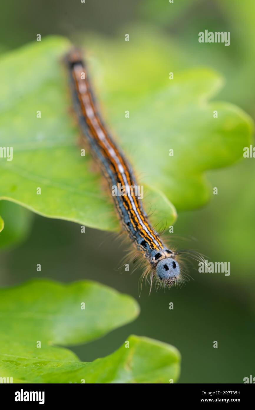 Lackey moth (Malacosoma neustria), caterpillar crawling over an 